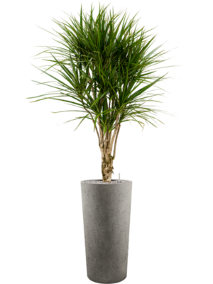 Dracaena marginata en Grigio