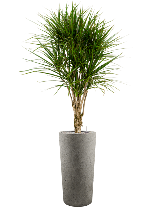 Dracaena marginata en Grigio, Luca Lifestyle