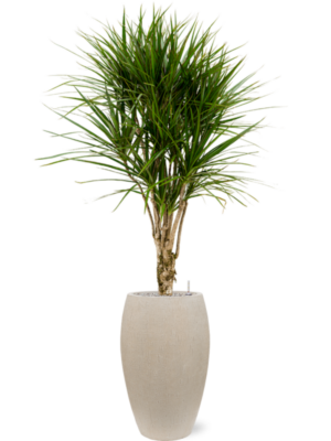 Dracaena marginata en Baq Raindrop