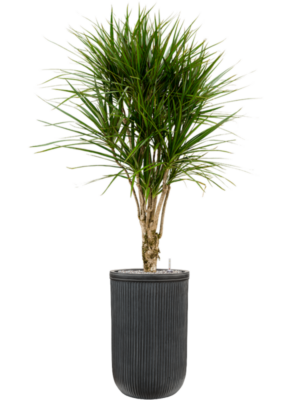 Dracaena marginata en Baq Vertical Rib