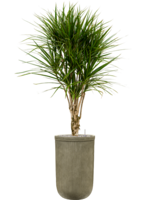 Dracaena marginata en Baq Vertical Rib