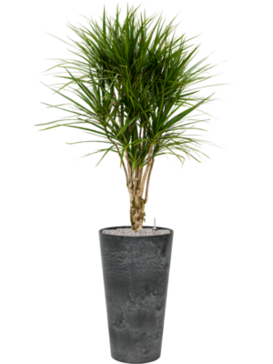 Dracaena marginata en Artstone