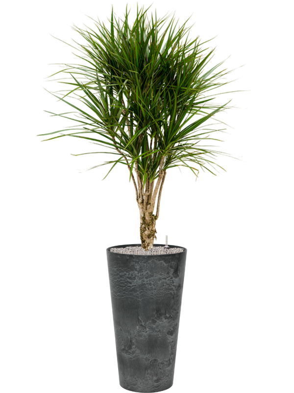 Dracaena marginata en Artstone