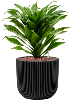 Dracaena fragrans 'Compacta' en Capi Nature Groove