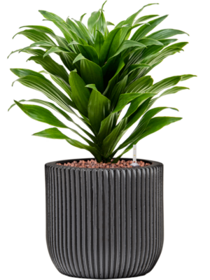Dracaena fragrans 'Compacta' en Capi Nature Groove