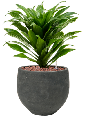 Dracaena fragrans 'Compacta' en Rough