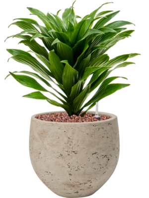 Dracaena fragrans 'Compacta' en Rough