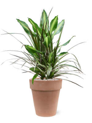 Dracaena combo en Terra Cotta