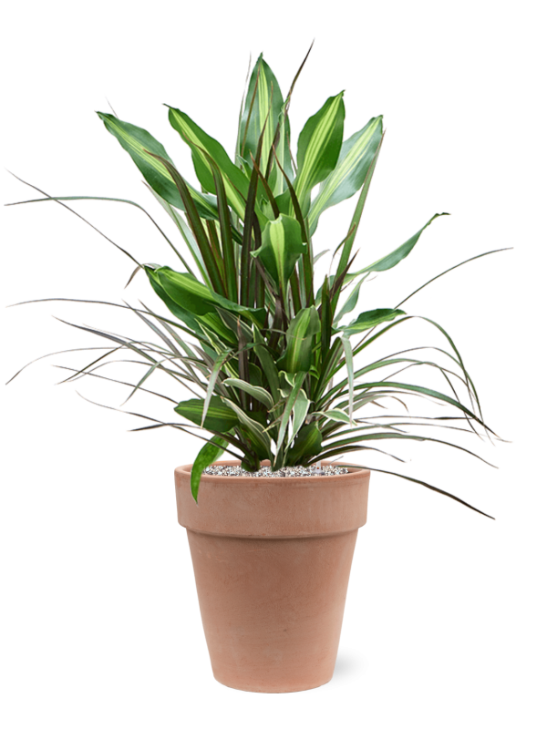 Dracaena combo en Terra Cotta, Den Daas