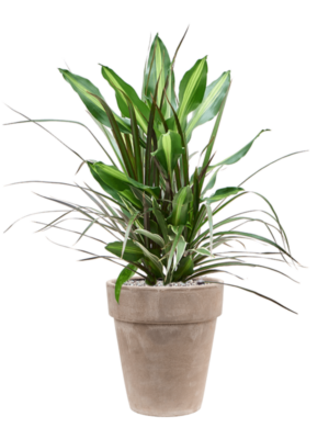 Dracaena combo en Terra Cotta