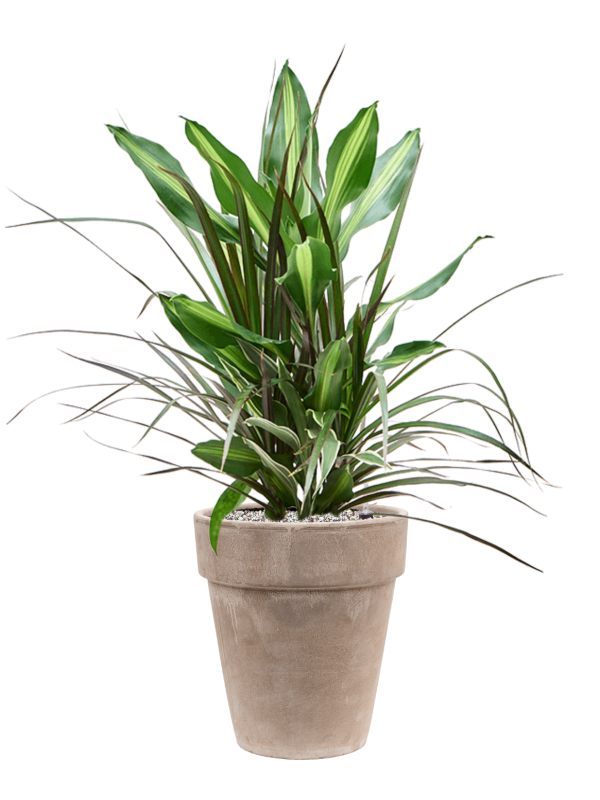 Dracaena combo en Terra Cotta, Den Daas