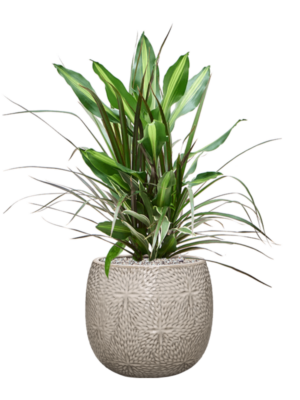 Dracaena combo en Marly