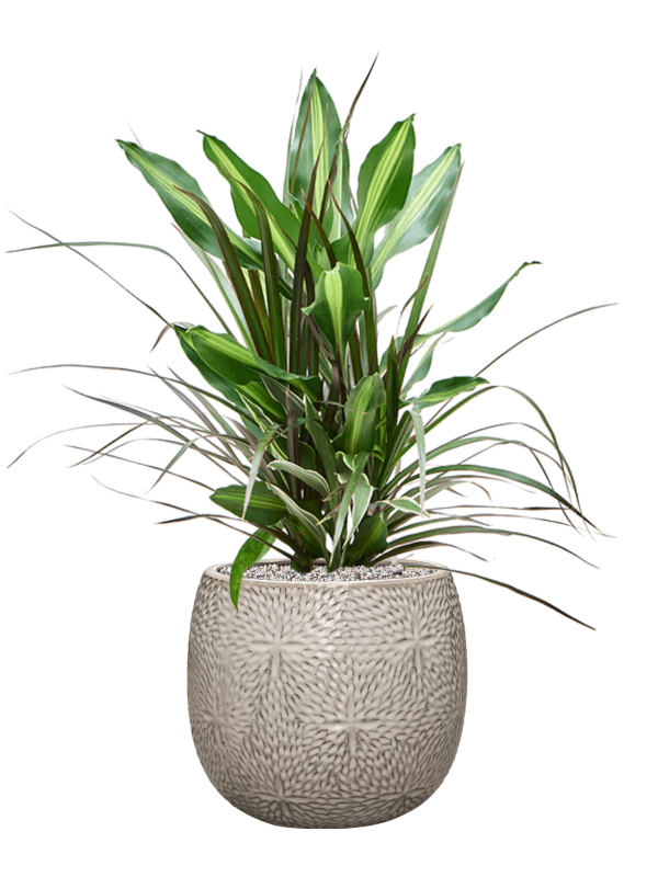 Dracaena combo en Marly, Ter Steege