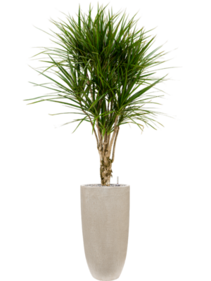 Dracaena marginata en Baq Raindrop