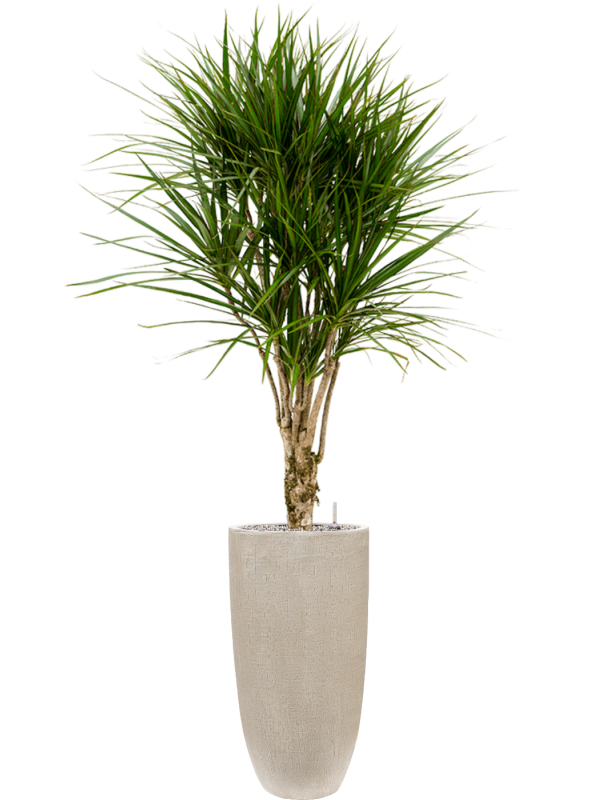 Dracaena marginata en Baq Raindrop