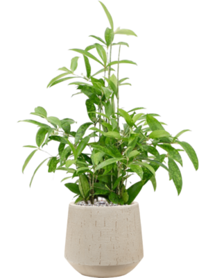 Dracaena surculosa en Baq Raindrop