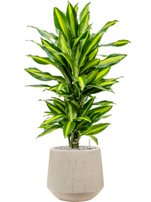 Dracaena fragrans 'Cintho' en Baq Raindrop