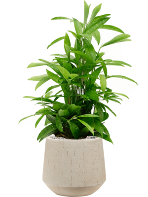 Dracaena surculosa en Baq Raindrop
