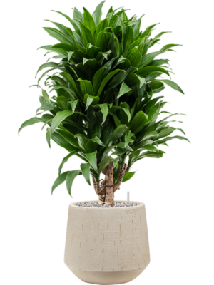 Dracaena fragrans 'Compacta' en Baq Raindrop