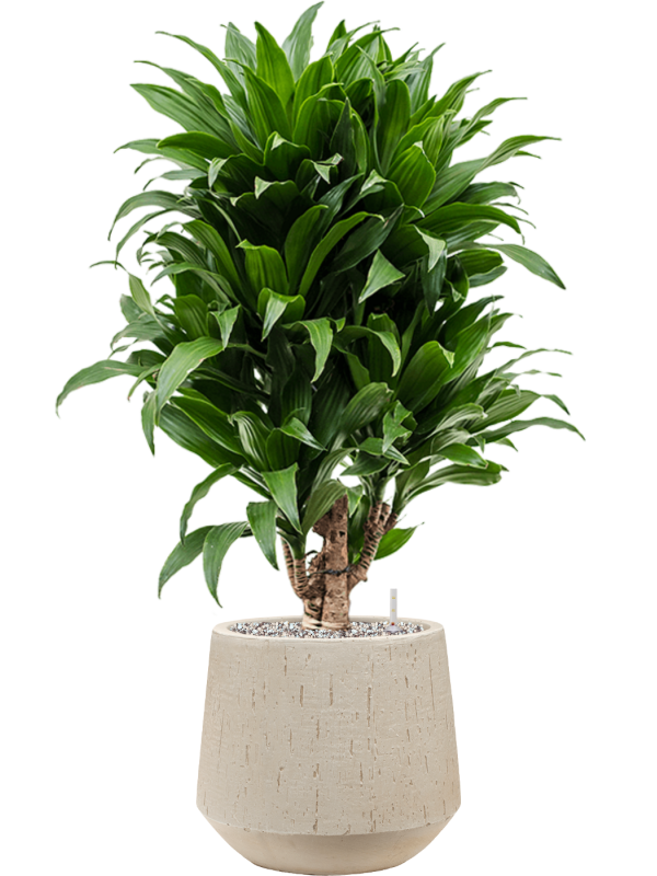 Dracaena fragrans 'Compacta' en Baq Raindrop