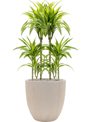 Dracaena fragrans 'Lemon Lime' en Baq Raindrop