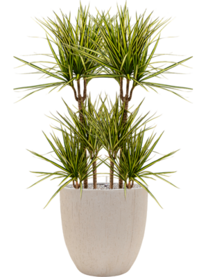 Dracaena marginata 'Sunray' en Baq Raindrop