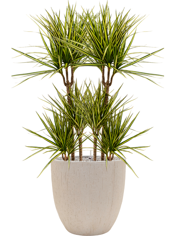 Dracaena marginata 'Sunray' en Baq Raindrop