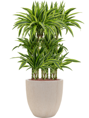 Dracaena fragrans 'Lemon Lime' en Baq Raindrop