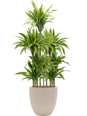 Dracaena fragrans 'Lemon Lime' en Baq Raindrop