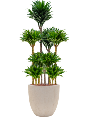 Dracaena fragrans 'Compacta' en Baq Raindrop