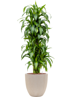 Dracaena fragrans 'Hawaiian Sunshine' en Baq Raindrop