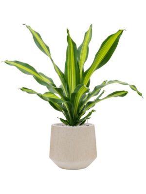 Dracaena fragrans 'Burley' en Baq Raindrop
