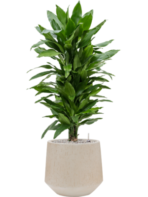 tDracaena fragrans 'Janet Lind' en Baq Raindrop