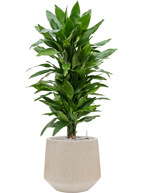tDracaena fragrans 'Janet Lind' en Baq Raindrop