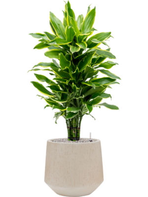 Dracaena fragrans 'Golden Coast' en Baq Raindrop