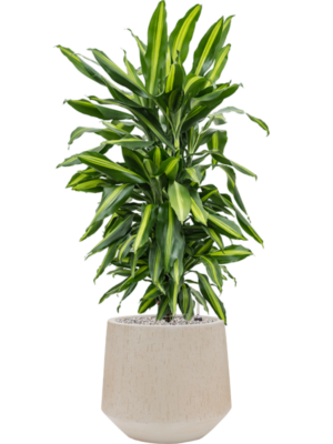Dracaena fragrans 'Cintho' en Baq Raindrop