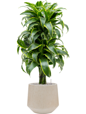 Dracaena fragrans 'Dorado' en Baq Raindrop