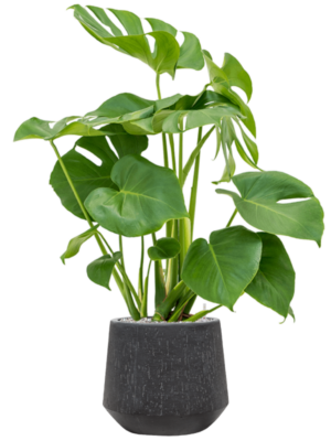 Monstera deliciosa en Baq Raindrop