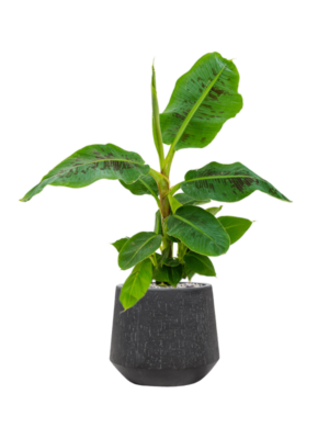 Musa 'Dwarf Cavendish' en Baq Raindrop