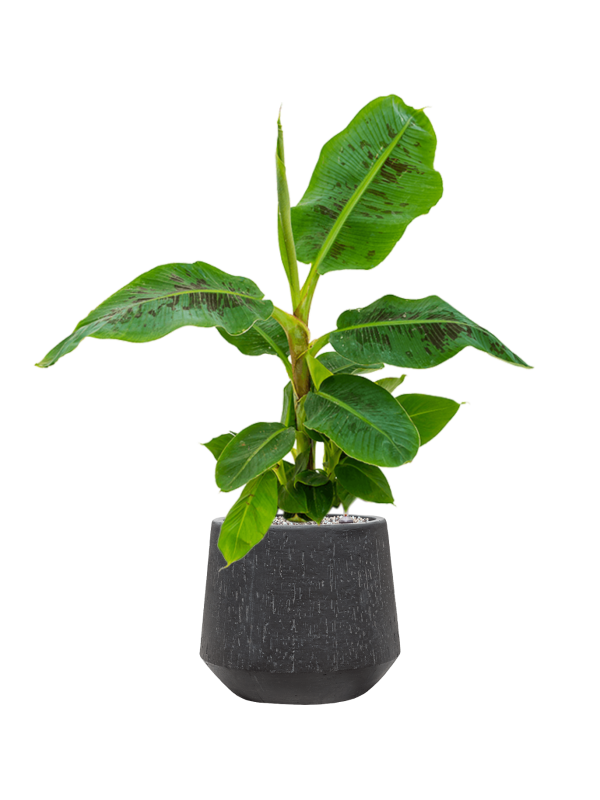 Musa 'Dwarf Cavendish' en Baq Raindrop