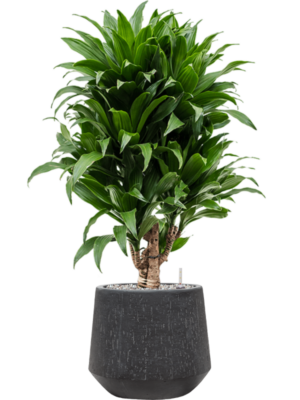 Dracaena fragrans 'Compacta' en Baq Raindrop
