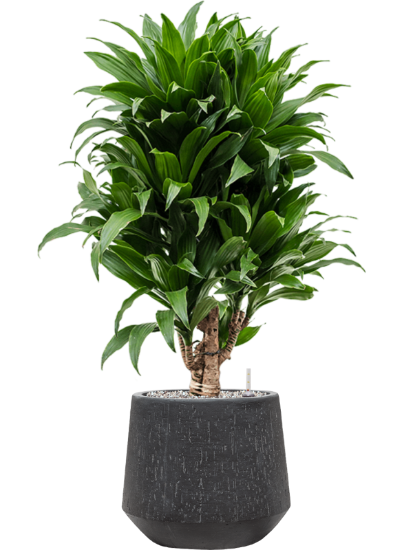 Dracaena fragrans 'Compacta' en Baq Raindrop