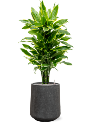 Dracaena fragrans 'Golden Coast' en Baq Raindrop