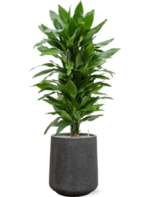 tDracaena fragrans 'Janet Lind' en Baq Raindrop