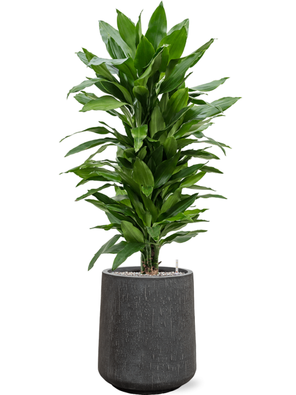 tDracaena fragrans 'Janet Lind' en Baq Raindrop