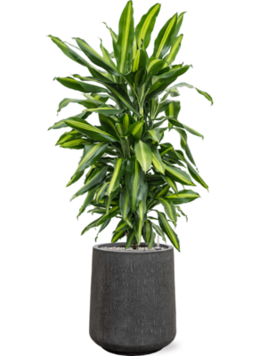 Dracaena fragrans 'Cintho' en Baq Raindrop