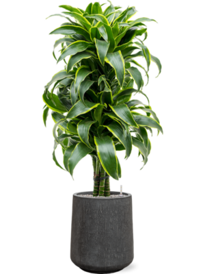 Dracaena fragrans 'Dorado' en Baq Raindrop