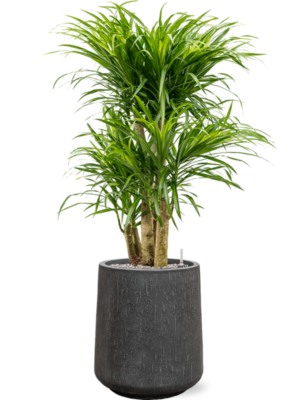 Pleomele (Dracaena) 'Anita Variegata' en Baq Raindrop