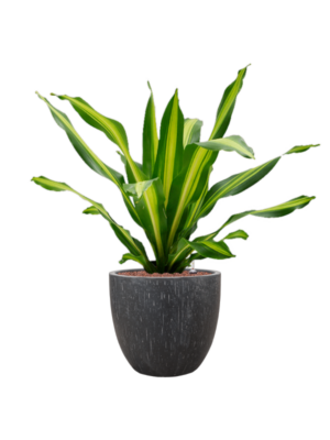 Dracaena fragrans 'Burley' en Baq Raindrop