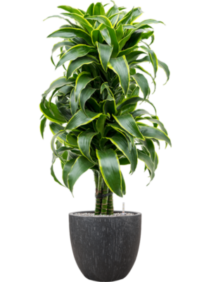 Dracaena fragrans 'Dorado' en Baq Raindrop